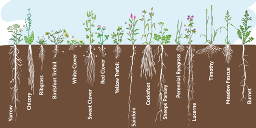 cocksfoot picture Infographic credit: Cotswald Seeds