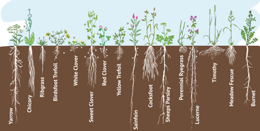 Infographic credit: Cotswald Seeds