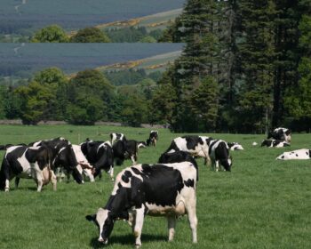 Dairy cows at grass