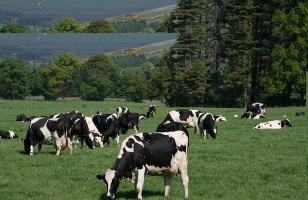 Dairy cows at grass