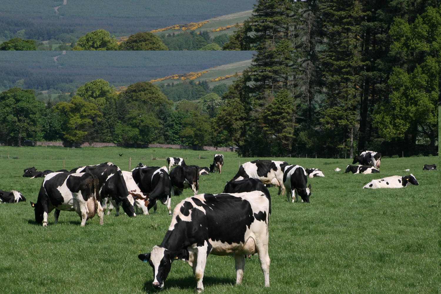 Dairy cows at grass