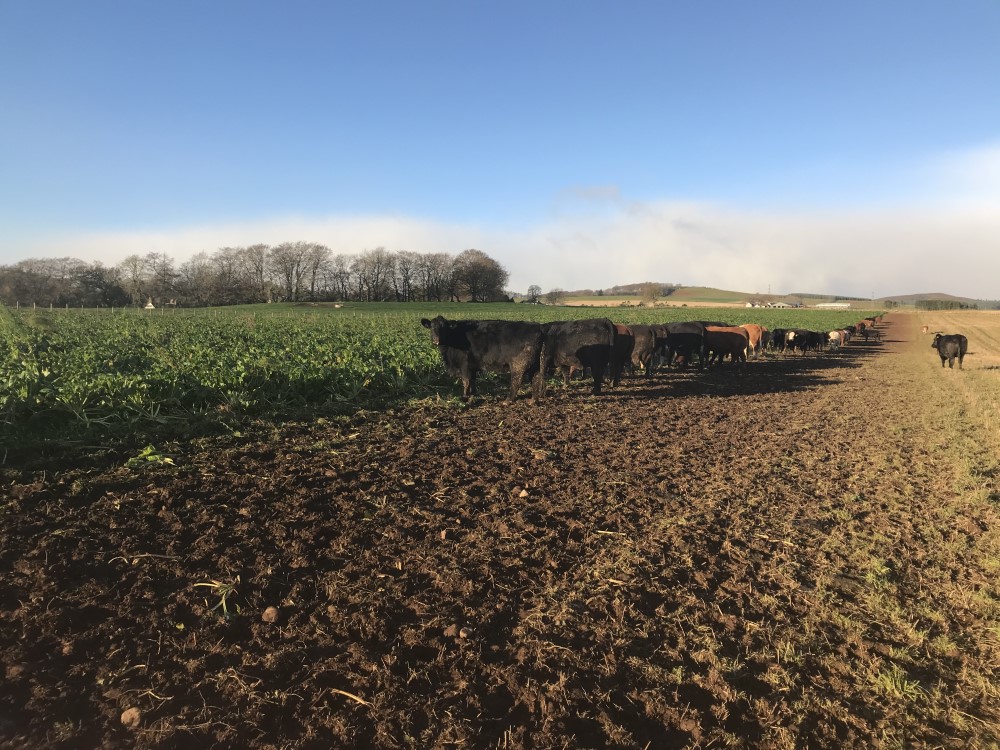 Cattle on beet Shandford