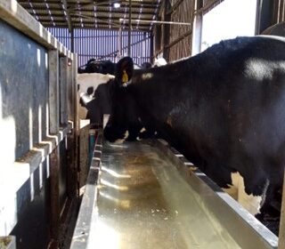 Dairy Cows drinking at an indoor water trough