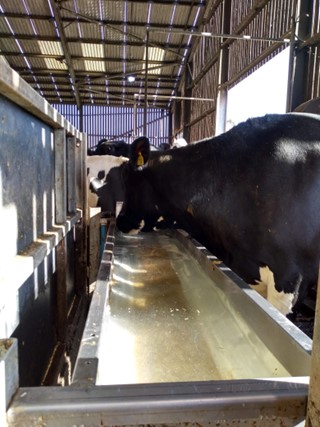 Cows and water trough indoor Dairy Cows drinking at an indoor water trough
