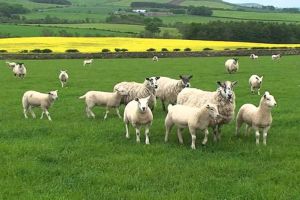 Lambs Post Weaning