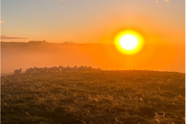 Setting Sun over a field of sheep