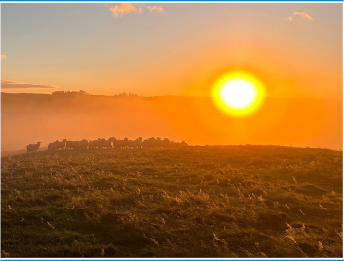 Setting Sun over a field of sheep