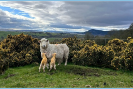 Ewe with newborn lambs