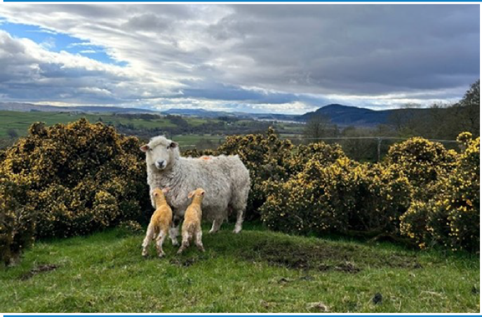 Ewe with newborn lambs