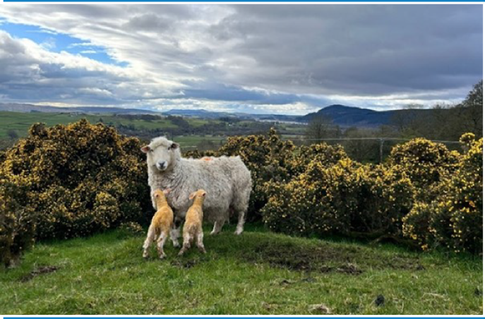 Viewfield Farm Ewe with newborn lambs