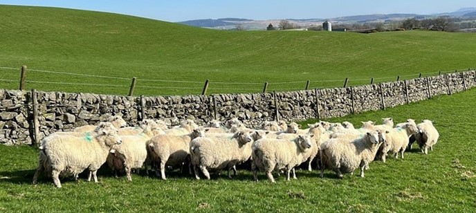Valleyfield 3 Ewes lined up near a dyke