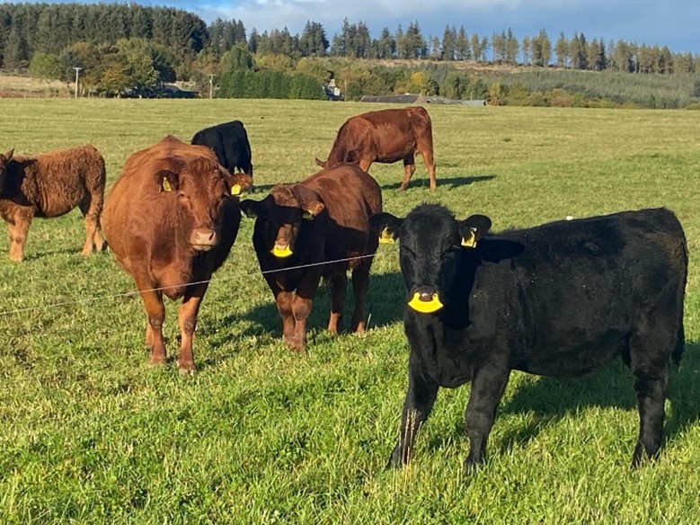 Weaned calves with nose clips