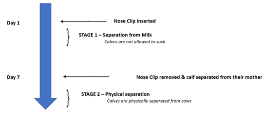 Weaning beef flow chart