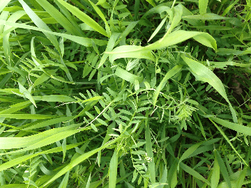 Cover Crop