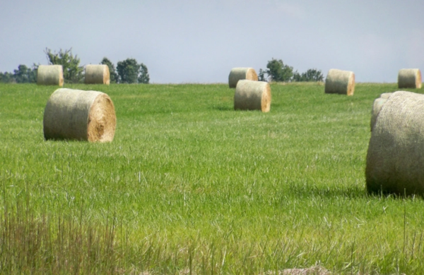 Bales of Hay in a field