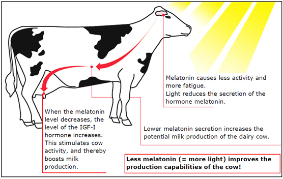 more-light-improves-productivity-of-cow Photo credit: Kraiburg