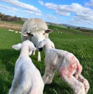 two lambs facing a ewe