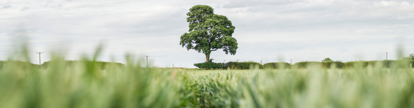 Landscape with tree