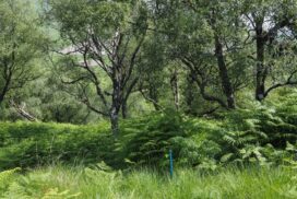 Woodland at Glensanda Estate ©HelenBibby