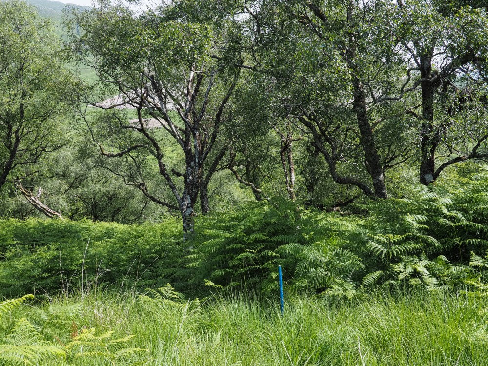 21-Jun-30Glensanda-3 Woodland at Glensanda Estate ©HelenBibby