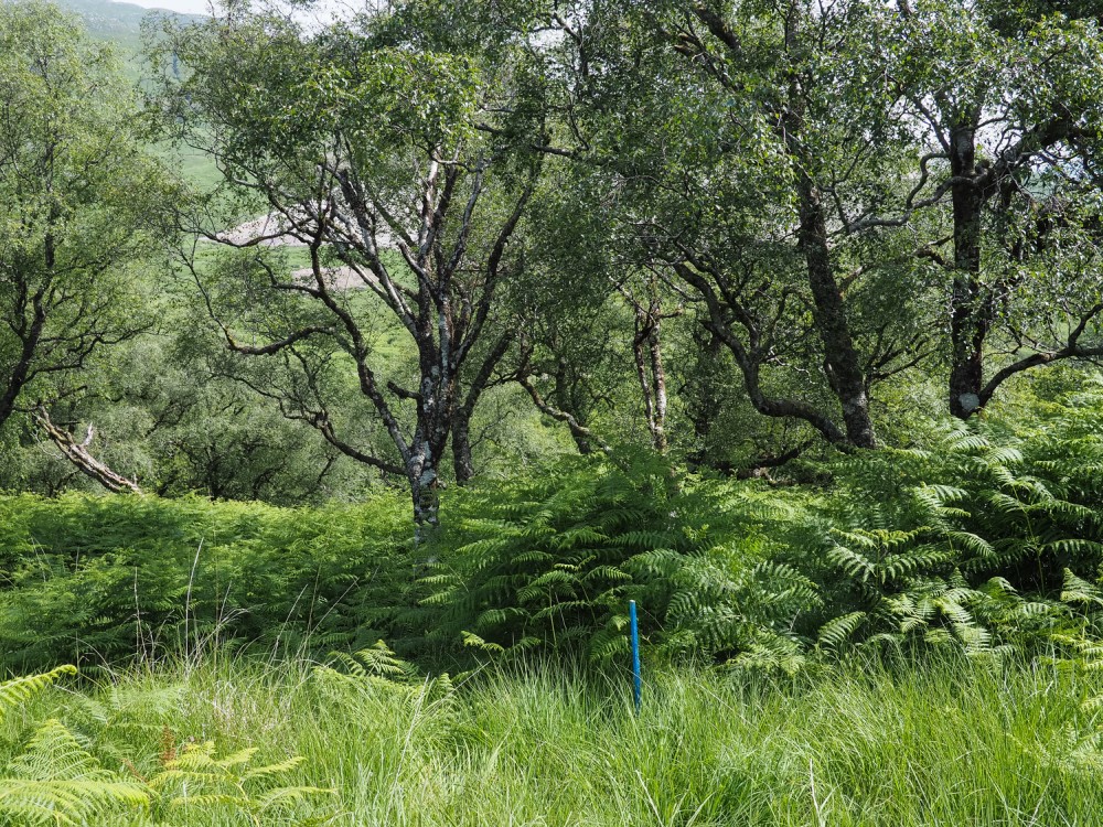 Woodland at Glensanda Estate ©HelenBibby