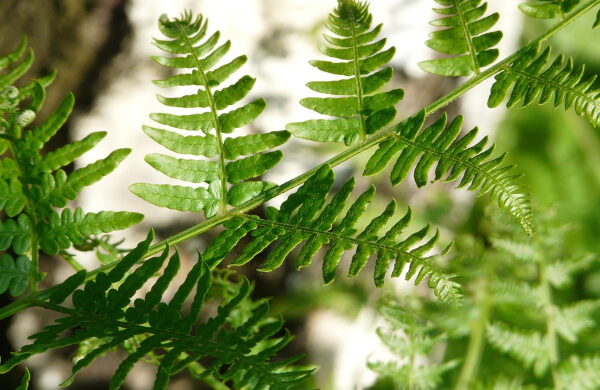 Bracken