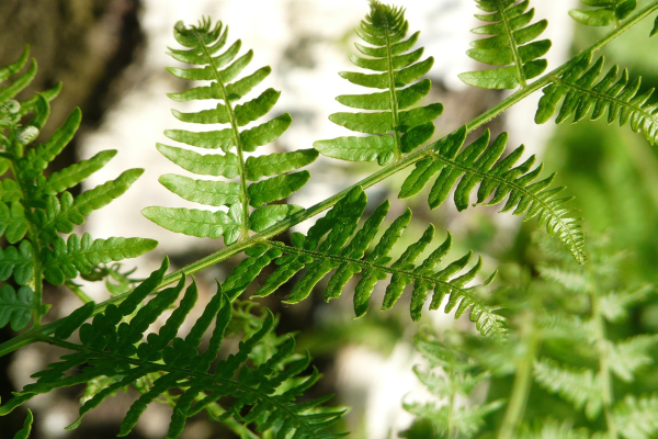 Bracken resize Bracken