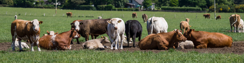 Cattle Lying in Field