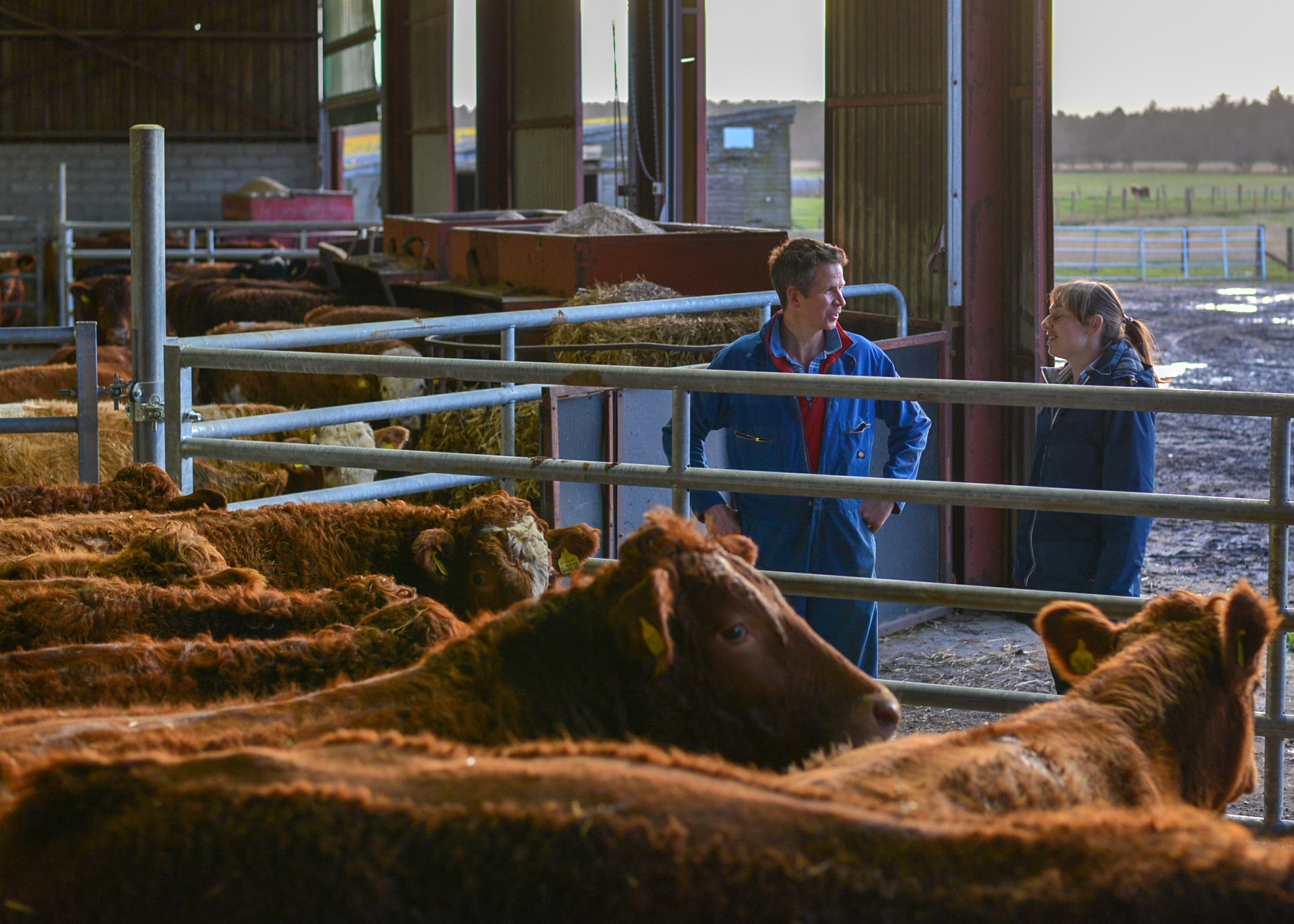 Consulant, Farmer and Cows Photo