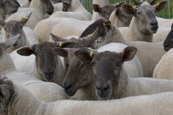 Flock of sheep close up