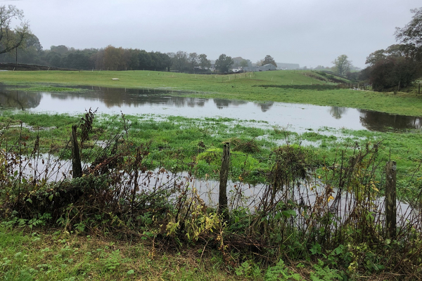 Flooded fields