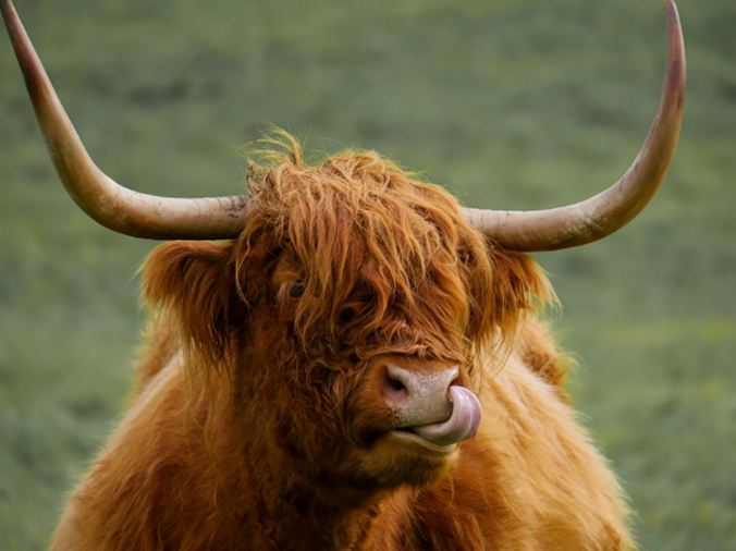Highland cow close up