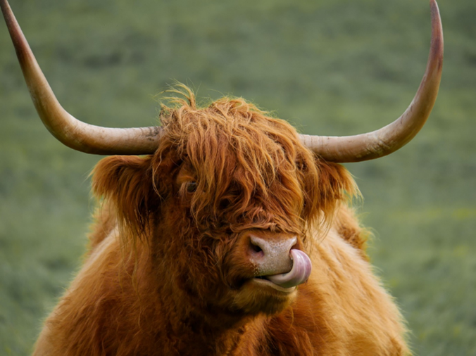 Highland Cow Highland cow close up