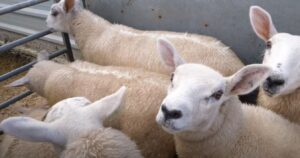 Lambs