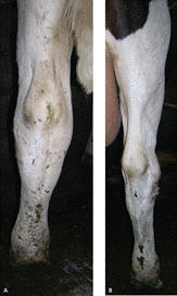 Source: Strugnell, B & McAuliffe, l. 2012. Mycoplasma Wenyonii Infection in Cattle. In Practice, 34: 146-154. 
