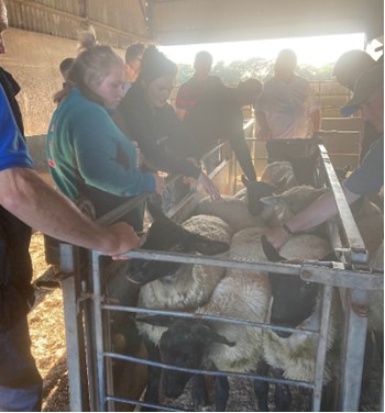 Group of people looking at sheep