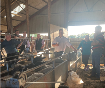 Gruop of people looking at sheep