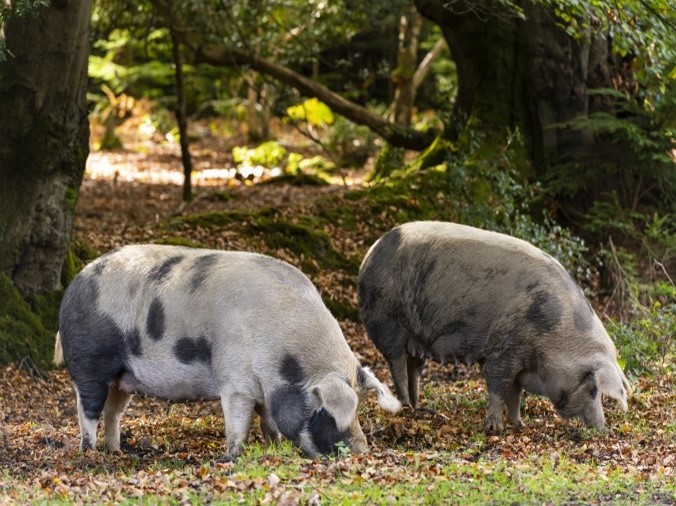 2 pigs eating under trees