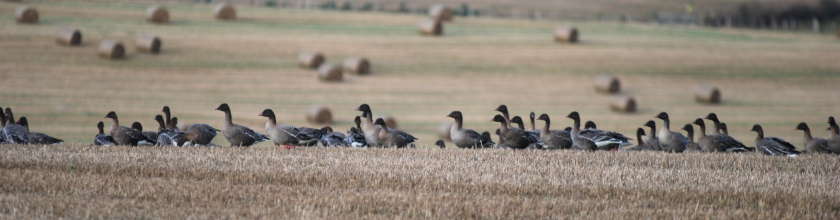 Pink-footed geese banner