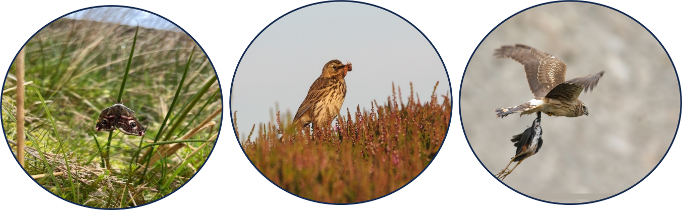 Animals of Peatlands - credit johndal and Imran Shah Animals of Peatlands - credit johndal and Imran Shah