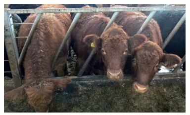 Beef Cattle Feeding