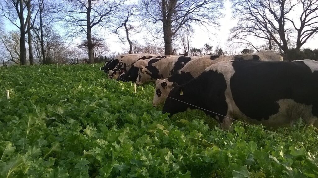 Heifers eating Brassicas