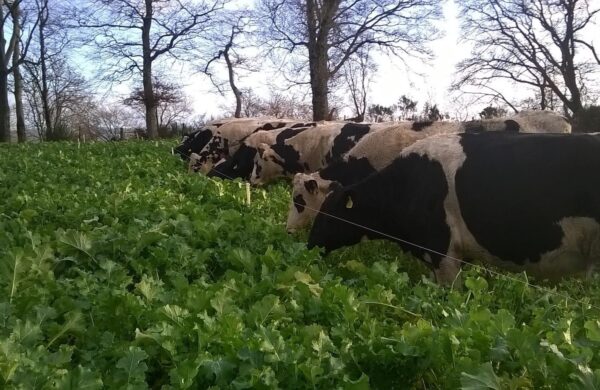 Heifers eating Brassicas