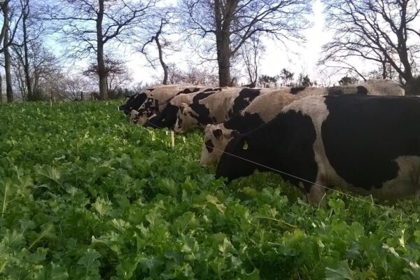 Heifers eating Brassicas