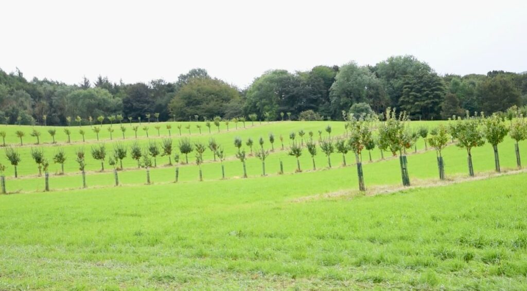 Rows of young trees in a field