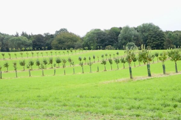 Rows of young trees in a field