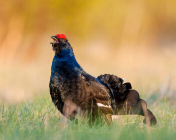 Birkhuhn, black grouse