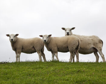"Sheep on dyke of Texel, the Netherlands, please see also my other images of sheeps and lambs in my lightbox:"