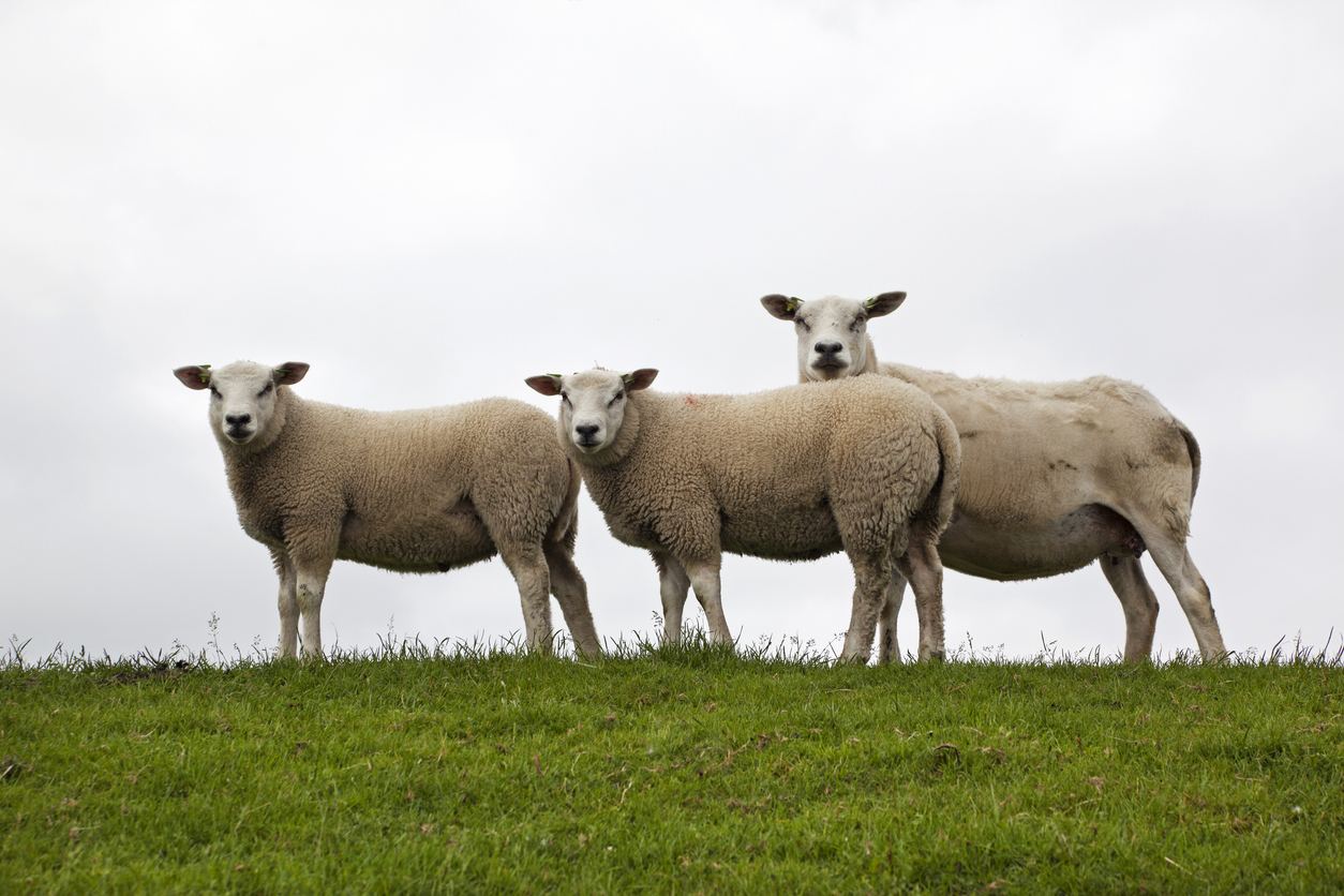 Sheep on a dyke "Sheep on dyke of Texel, the Netherlands, please see also my other images of sheeps and lambs in my lightbox:"
