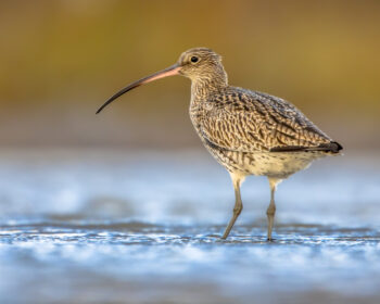 Eurasian curlew or common curlew (Numenius arquata) stilt bird wading is shallow water of waddensea.Wader bird wildlife in nature scene. Netherlands